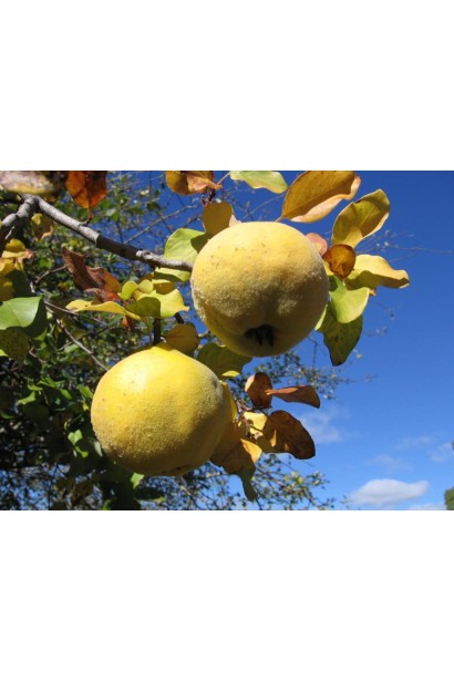 Айва сорт Zolotysta