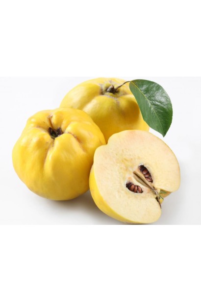 Айва Золотистая мякоть плодов