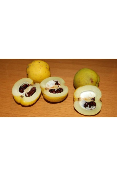 Айва Золотистая косточки