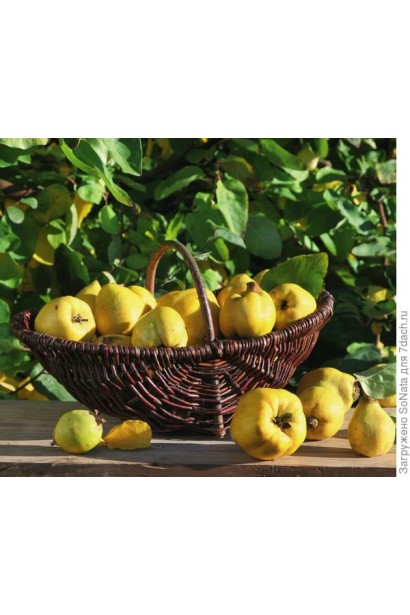 Айва яблуневидная Золотистая | Айва яблуневидна Золотиста | Cotonium malum Zolotysta