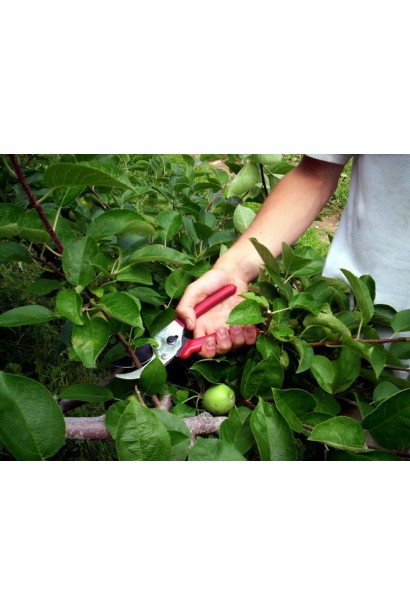 Айва Золотая обрезка куста