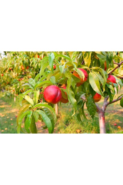 Нектарин Рубіновий-4 (середній) плоди