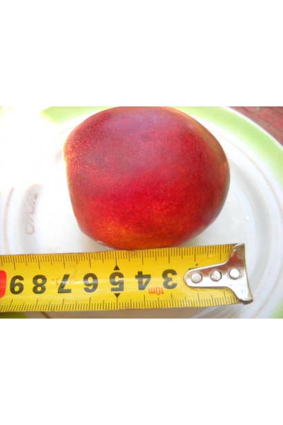 Розмір плоду Нектарин Рубіновий-4