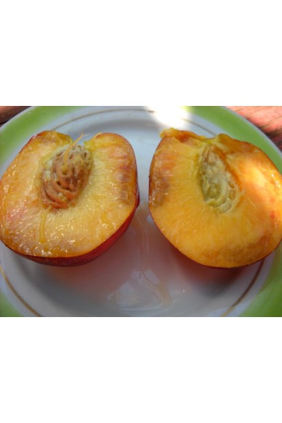 Розрізаний плід нектарина Рубіновий-4 із жовтою м’якоттю та гладкою кісточкою всередині