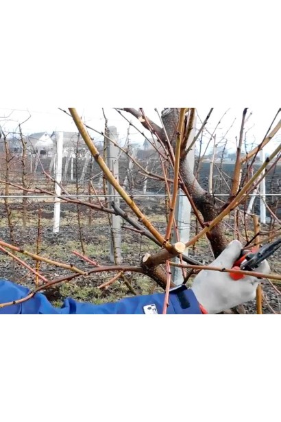 Обрізка нектарин Рубіновий-4 (середній)