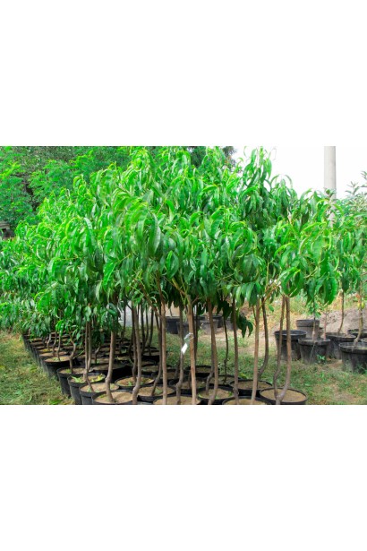 Нектарин Рубіновий-4 (середній)