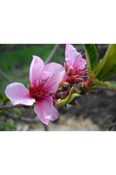 Нектарин Рубіновий-4 (середній) цвітіння 