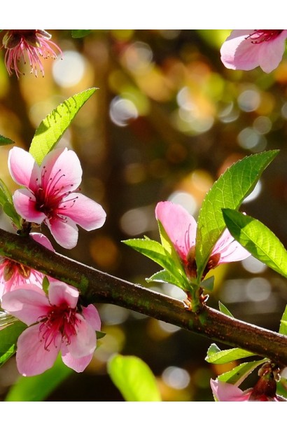 Цвітіння нектарин колоновидний сорту Рубіновий-4