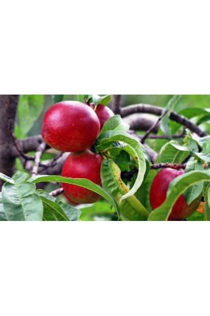 Нектарин Рубіновий-4 (середній) плоди