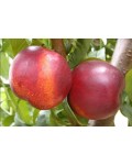Нектарин Рубиновый-4 (средний) | Нектарин Рубіновий-4 (середній) | Prunus percica / Nucipersica Rubinoviy-4