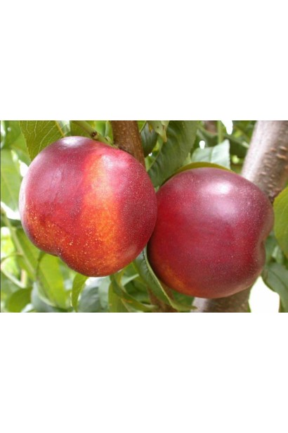 Prunus percica / Nucipersica Rubinoviy-4