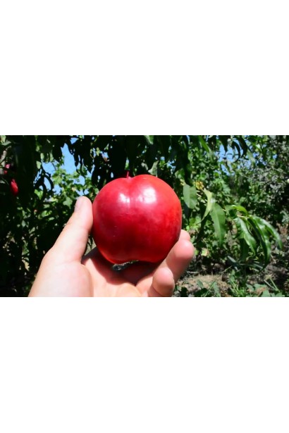 Prunus percica / Nucipersica Rubinoviy-4