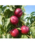 Нектарин Рубіновий-4 (середній) | Нектарин Рубиновый-4 (средний) | Prunus percica / Nucipersica Rubinoviy-4