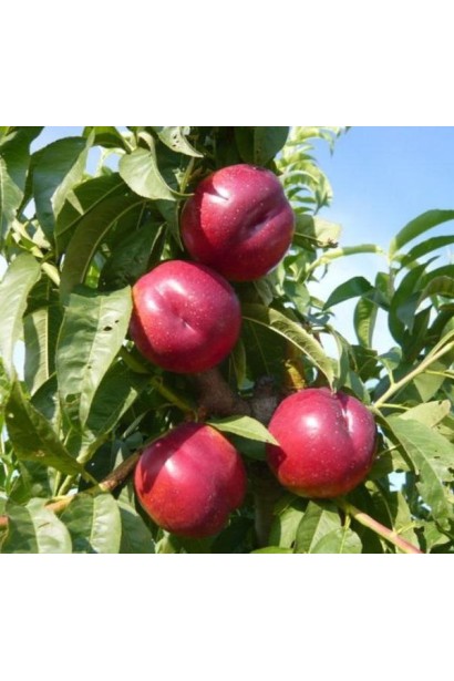 Нектарин Рубіновий-4 (середній)