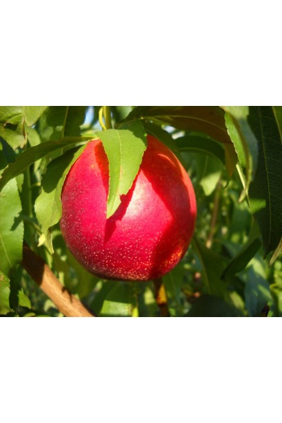 Нектарин Рубіновий-4 (середній)