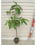 Персик колоновидный Юбилейный (ранний) | Персик колоновидний Ювілейний (ранній) | Prunus persica columnar Jubilee
