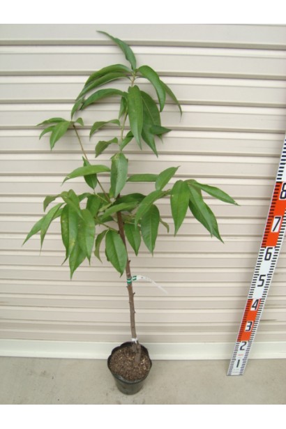 Колоновидне дерево персика Ювілейний – естетичний акцент у вашому саду з раннім урожаєм.