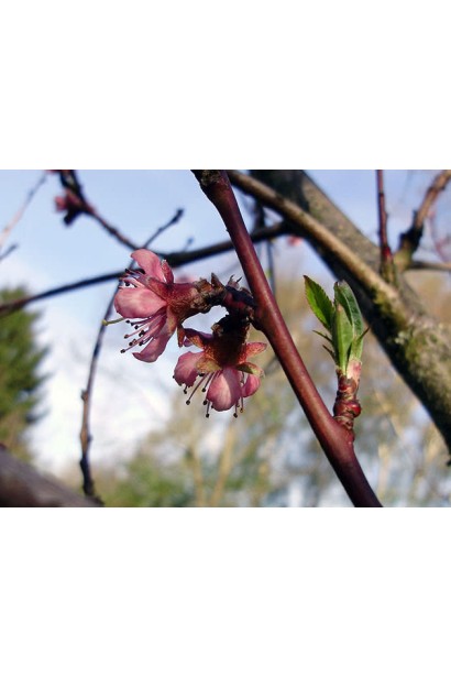 Квітучий персик Ювілейний: ніжні білі квіти, що додають саду елегантного вигляду.