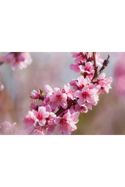 Квітучий персик Ювілейний — ніжно-рожеві квіти на гілках дерева.