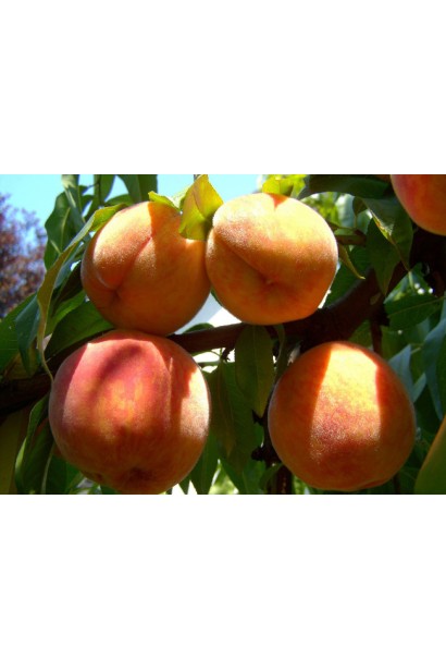 Плоди персика ювілейного