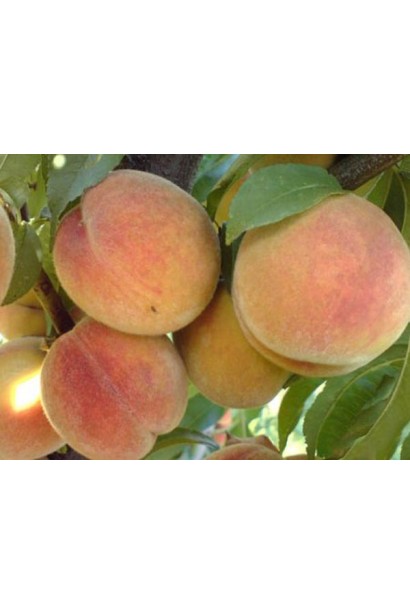 Персик Ювілейний – плоди з соковитою м'якоттю та чудовим смаком.