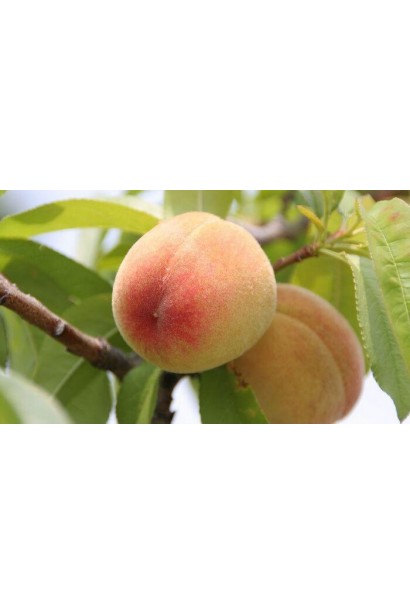 Саджанець персика Ювілейний – ідеальний для компактних садів, що цінують ранні врожаї.