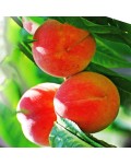 Персик колоновидний Ювілейний (ранній) | Персик колоновидный Юбилейный (ранний) | Prunus persica columnar Jubilee