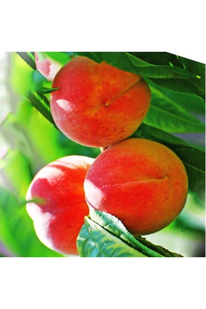 Плоди персика Ювілейний: ранній сорт, що дарує смак літа з самого початку сезону