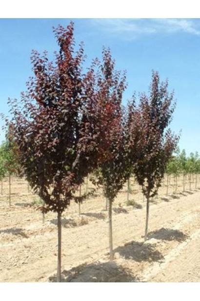 Дерево сливи Голлівуд