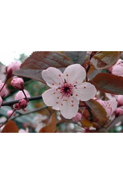 Цвітіння сливи Голлівуд