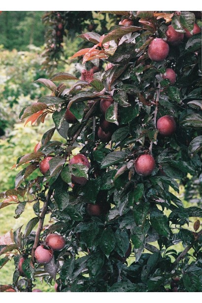 Prunus Hollywood із яскравими плодами