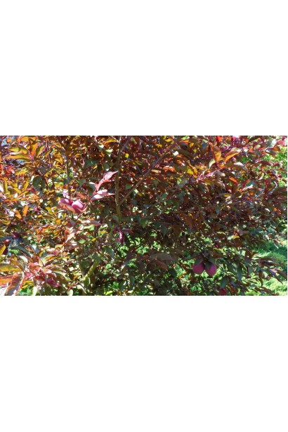 Слива Голлівуд – середній сорт