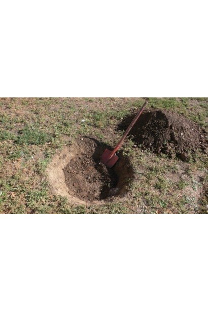 Prunus domestica Hollywood