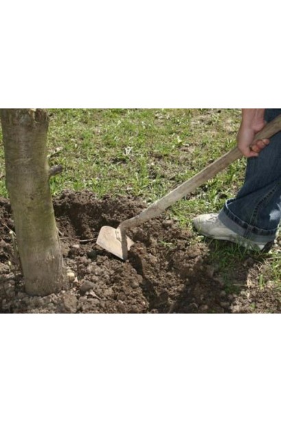Посадка сливи Голлівуд