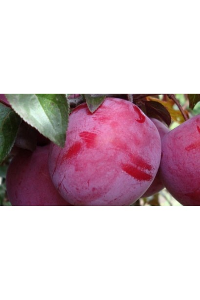 Стиглі плоди сливи Голлівуд