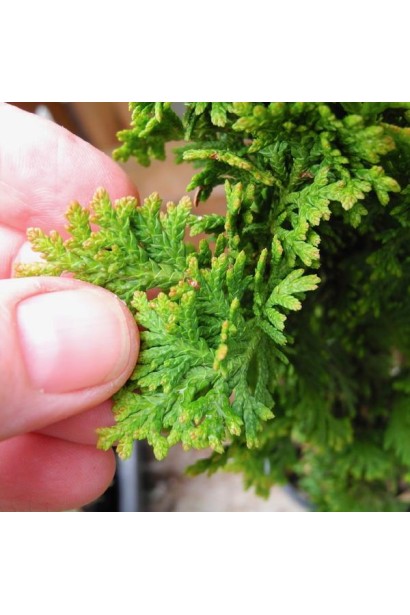 Thuja occidentalis Zmatlik