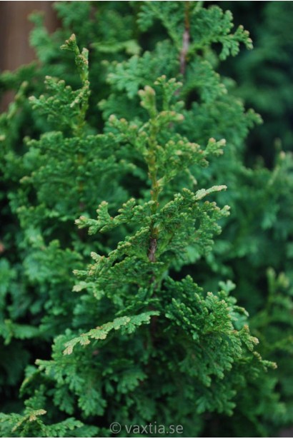 Туя Зматлик з незвичайною текстурою хвої.