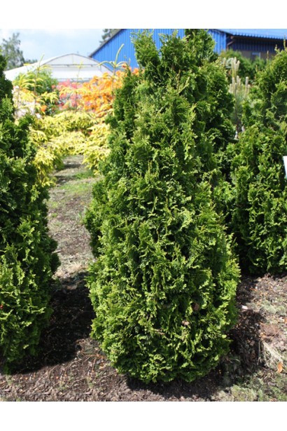 Компактна туя Зматлик із насичено-зеленою хвоєю.