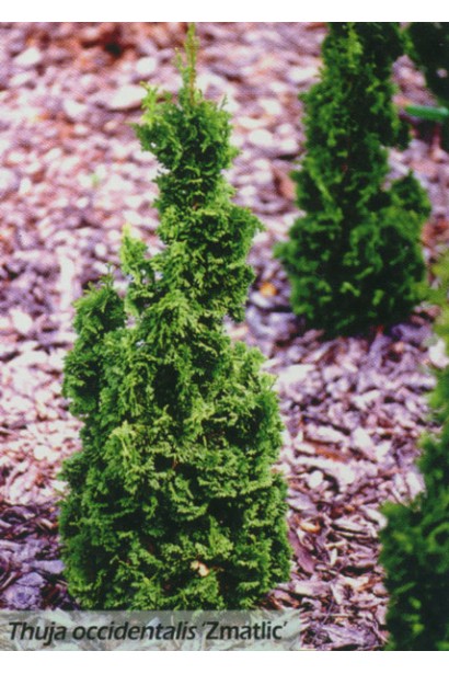 Вузька колоновидна форма туї Зматлик.