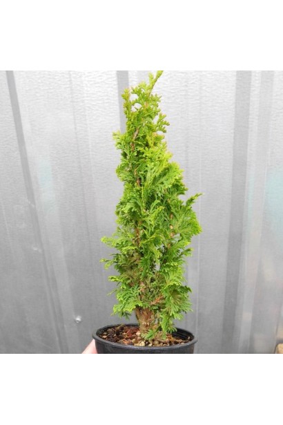 Густа і рівна крона туї Зматлик