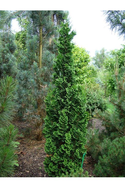 Туя західна Зматлик