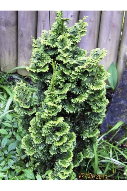 Хвоя туї Зматлик у вигляді щільних спіралей.