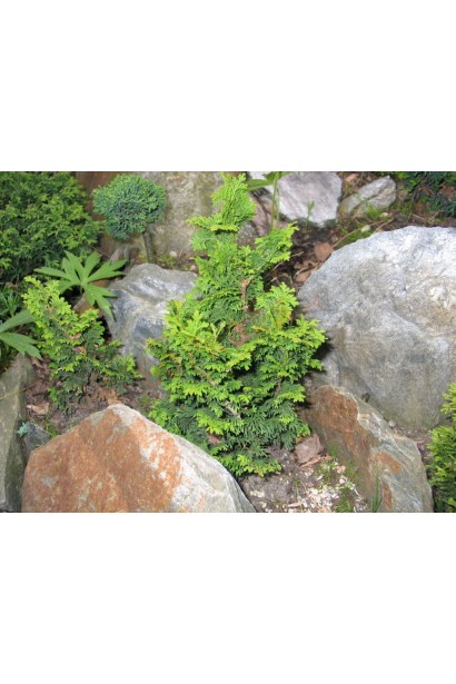 Туя західна Зматлик