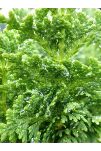 Зелені спіралі хвої туї Зматлик для ландшафтного дизайну.