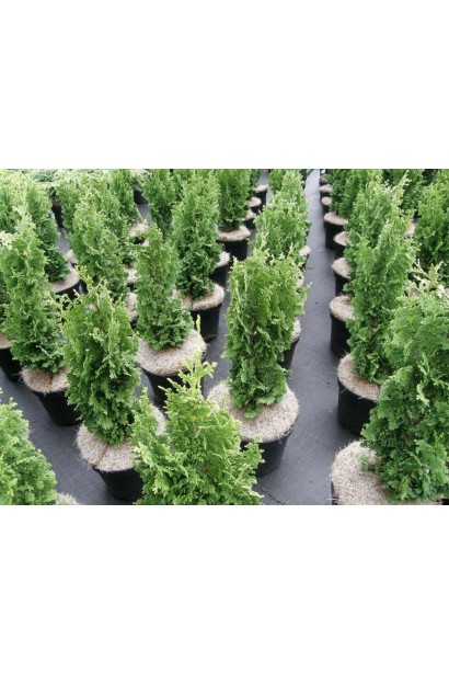 Туя західна Зматлик в контейнері