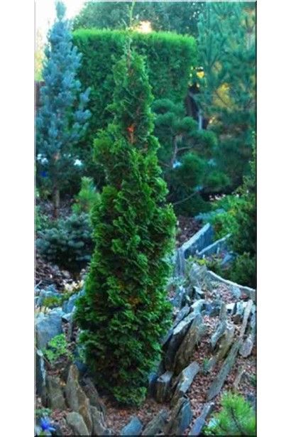 Туя Зматлик з густою вертикальною кроною.