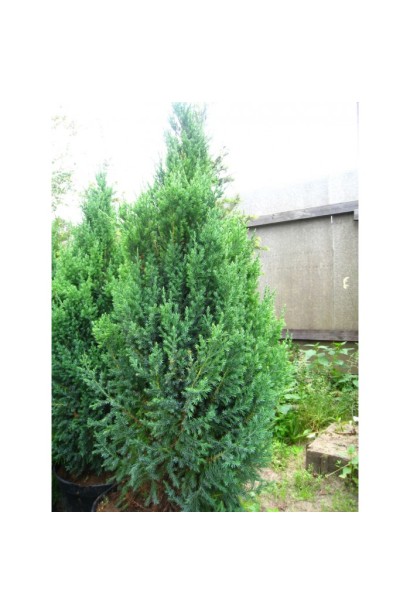 Ялівець китайський Монарх