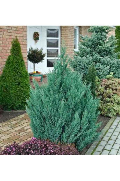 Ялівець блакитний Монарх в ландшафтному дизайні