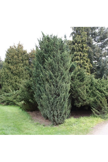 Ялівець китайський Монарх з колоноподібною асиметричною формою крони