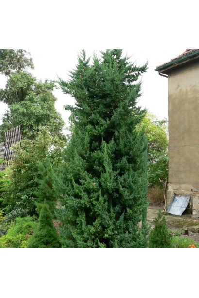 Ялівець колоноподібний Монарх 